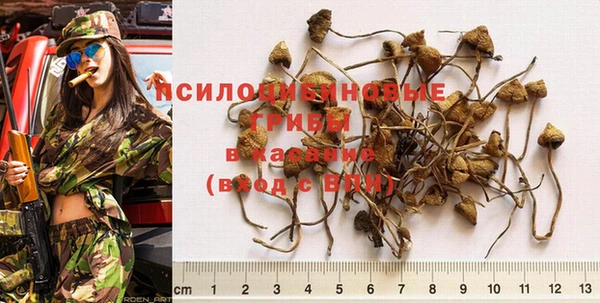 сатива Арсеньев
